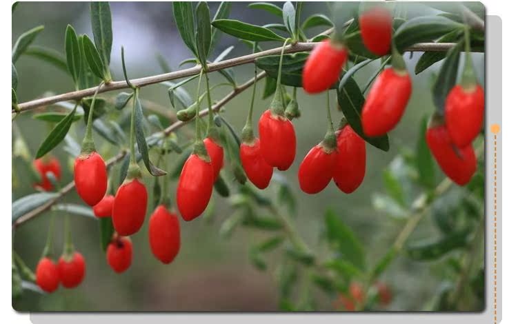 【新疆特产 精河枸杞150g 原生态 颗粒饱满 滋