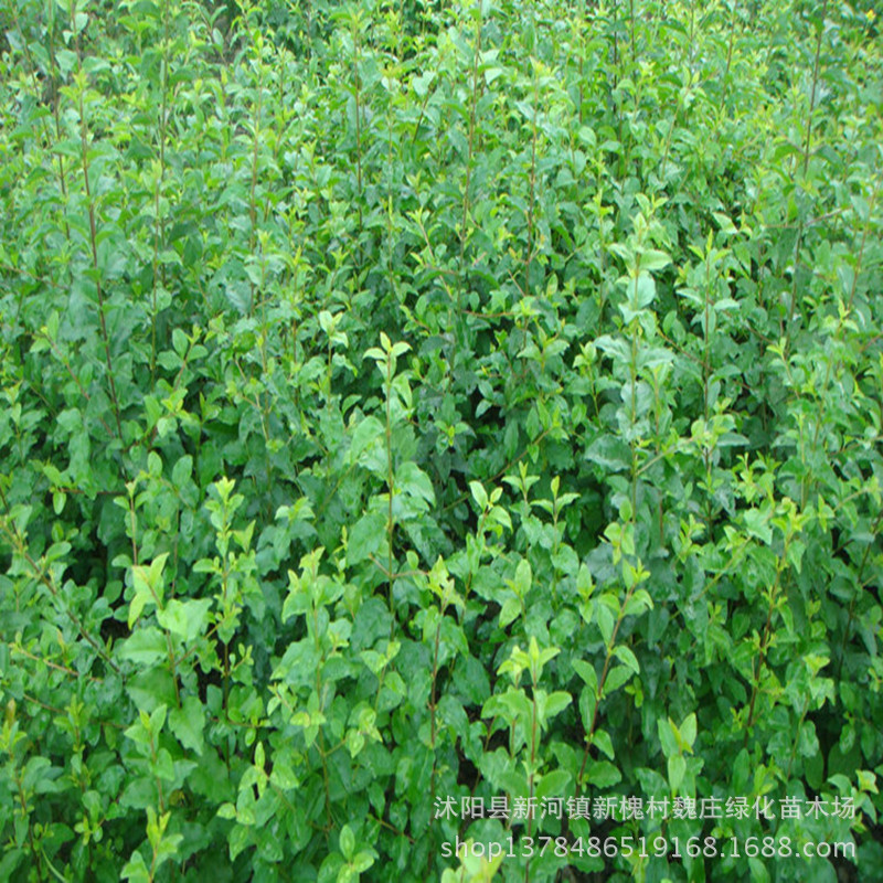 工程苗<em>小叶女贞</em>苗 <em>小叶女贞</em>球 水蜡小苗 水蜡苗