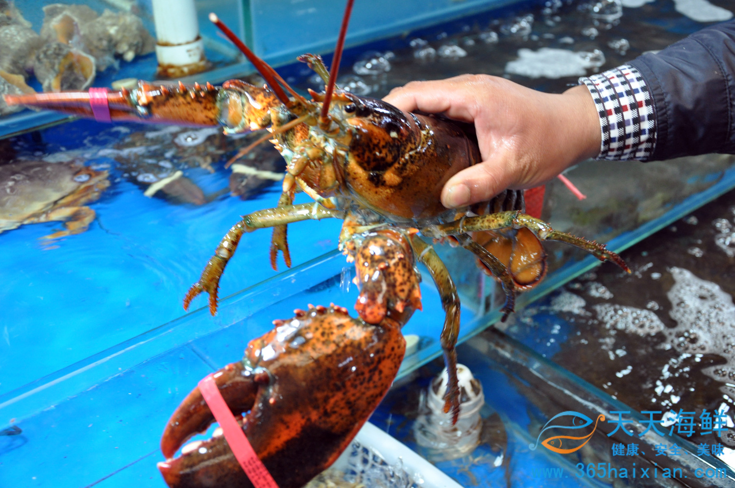 【北京天天海鲜】波士顿深海大龙虾约1000/只 青岛海鲜批发