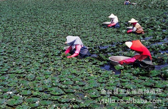 本公司供应菱角,菱角种,菱角苗 - 鱼台县志龙莲藕种植场