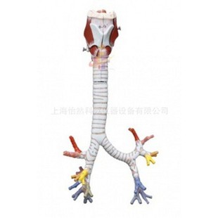 医药教学器材-喉与气管 支气管树模型 喉解剖模型医学模型-医药教学器材尽在阿里巴