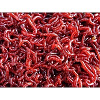 赤虫-水蚯蚓;红虫;红线虫;红赤虫--阿里巴巴采购