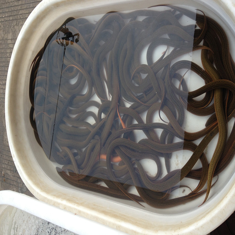 特种水产批发 黄鳝\/黄鳝苗\/鳝鱼笼 可提供黄鳝养