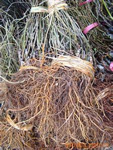 果树-弥猴桃苗 桃树苗 弥猴桃 油桃苗 桃苗 桃树