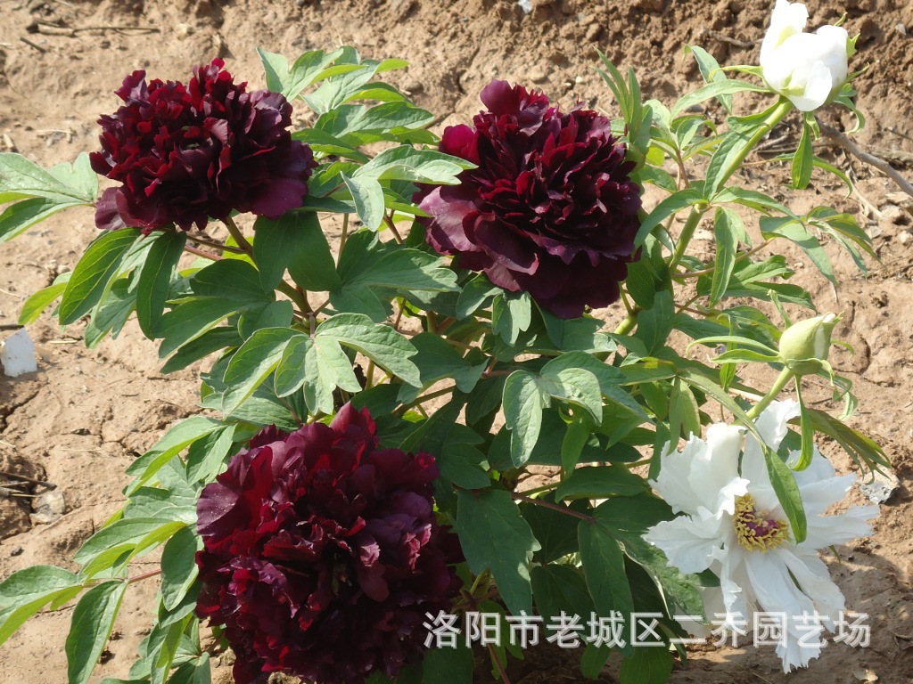 64烟绒紫 牡丹种 牡丹花 牡丹苗 盆花 切花鲜花盆景