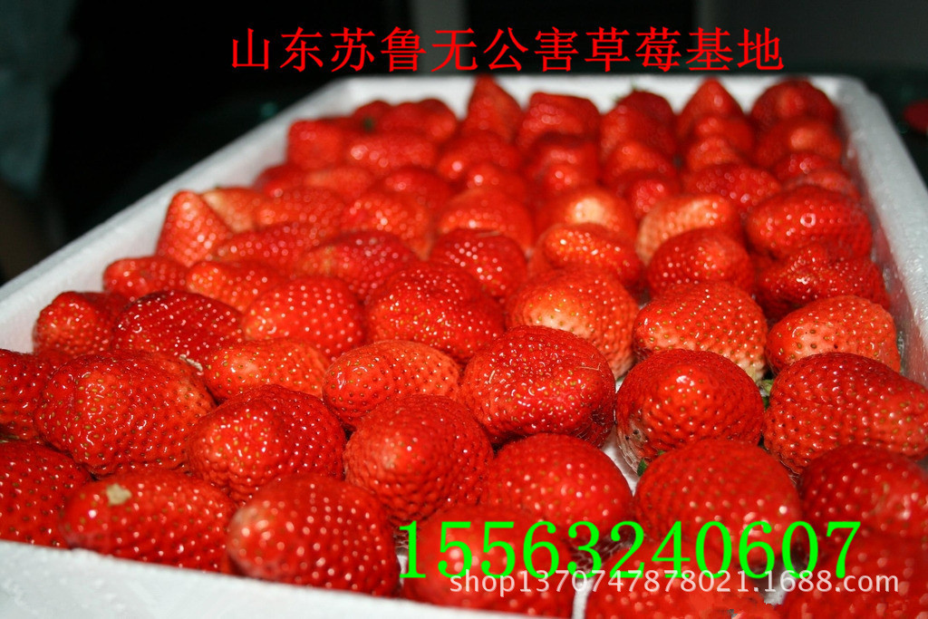 山东苏鲁无公害草莓基地23