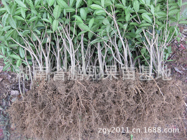 乔木-湖南苗木 桂花树苗 浓香型桂花新品种-正