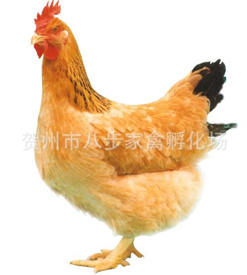 -K9鸡苗 童鸡苗 粤禽黄鸡苗 母鸡苗 母鸡 公鸡-