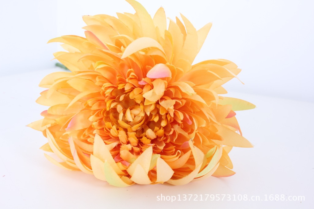 法国燕尾菊8（French Chrysanthemums）S