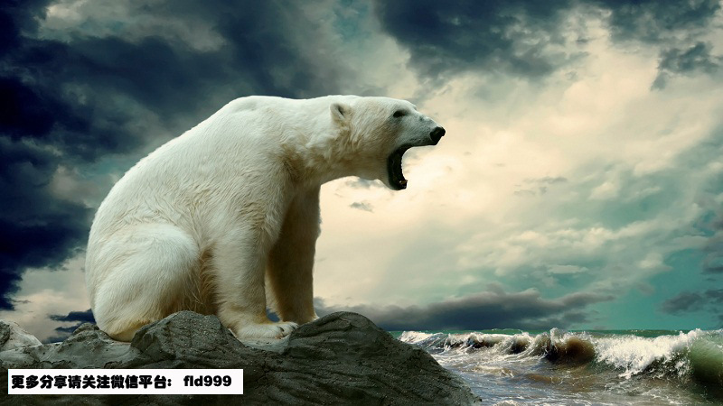 北极熊吃过企鹅吗?吃过!- - 阿里巴巴商人论坛