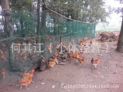 【贵州高原土鸡 高山养殖的土鸡 生态土鸡】价