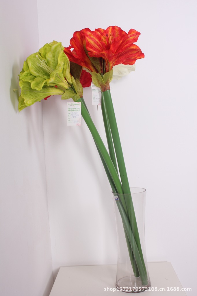 大君子兰(Clivia miniata)SJB0825