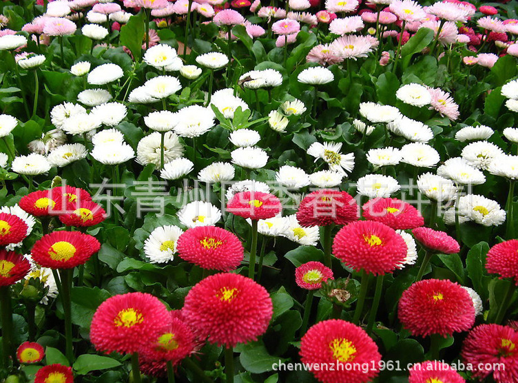 青州四季春开花雏菊 红色 开花雏菊 图片