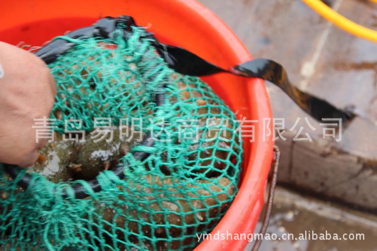 干制水产品-哪种海参好 什么样的海参适合自己