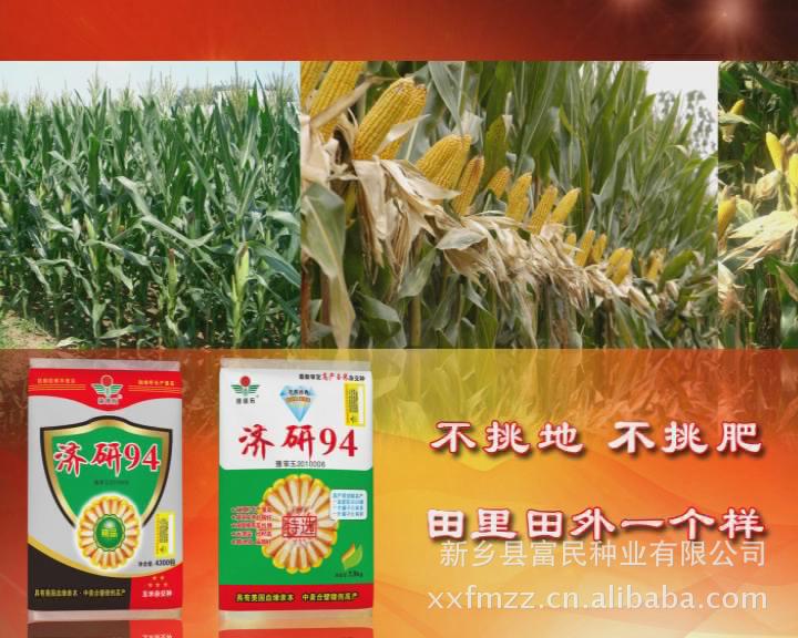 河南新乡玉米种子 高产玉米品种 济研94 红轴大穗抗倒 火热销售中详情