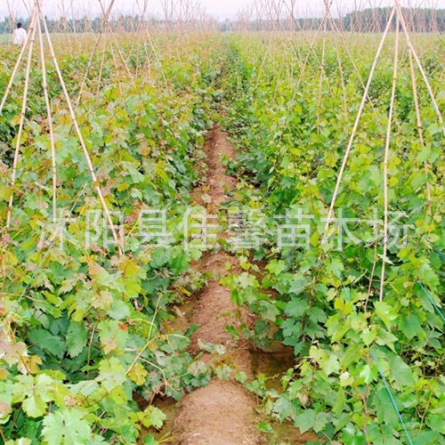 【直销葡萄苗 美人指葡萄苗 易管理挂果多 葡萄
