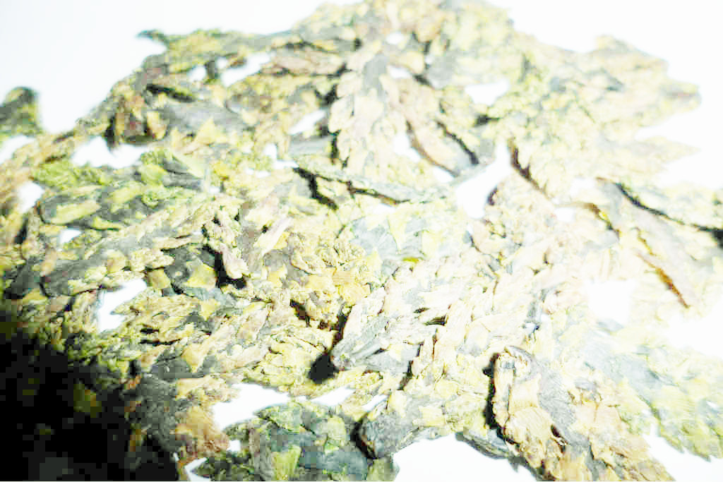 【厂家优惠中秋大促销芦笋茶精品特级茶尖 批