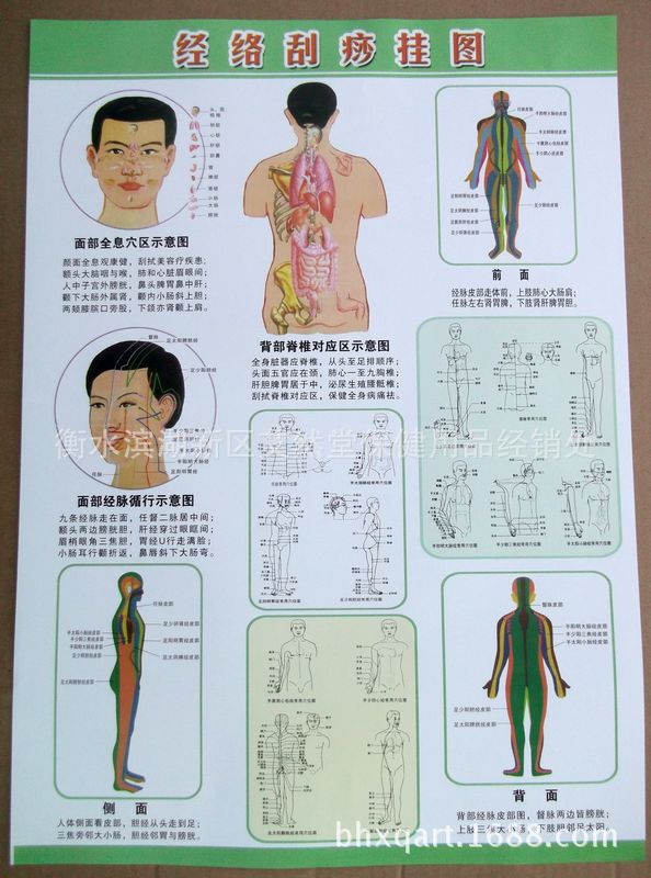 人体经络刮痧挂图 刮痧图 彩色 正反面 刮痧穴位图