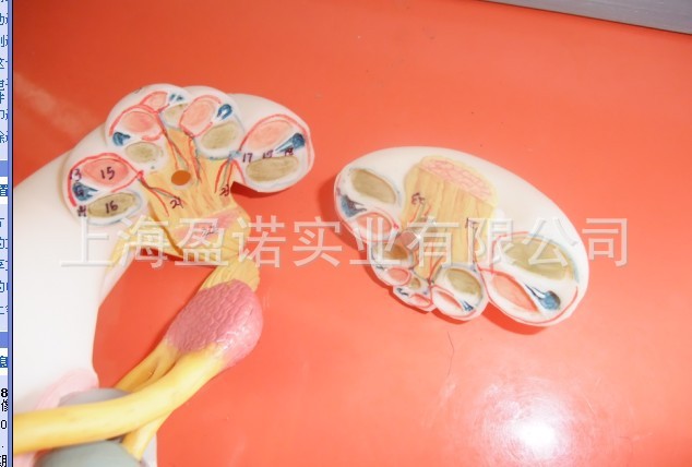 医药教学器材-内耳迷路模型,2部件放大18倍人