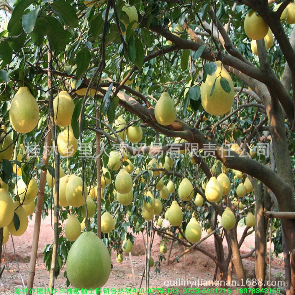 柑桔、橙、柚-批发桂林特产新鲜水果系列之脆