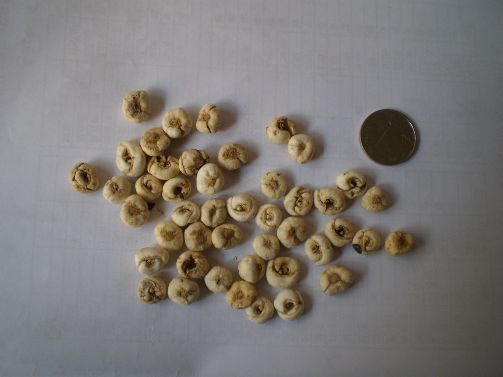 【贝母 平贝 平贝母 大平贝 (另有川贝 伊贝 松贝