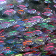嘉定区热带鱼养殖场_鱼类_热带鱼价格_优质热