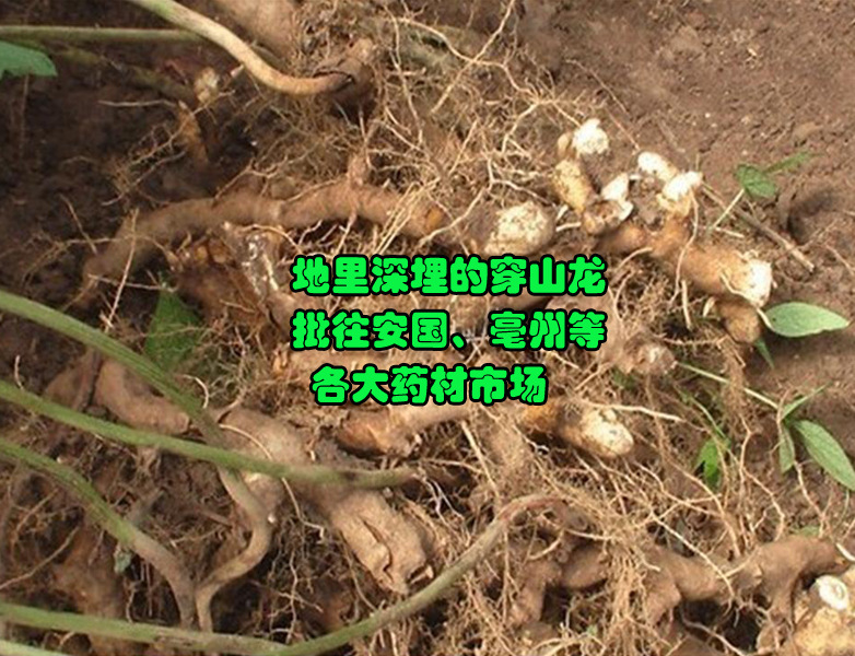 穿山龙产地直销∕串山龙批发代购∕欢迎广大客户实地考察