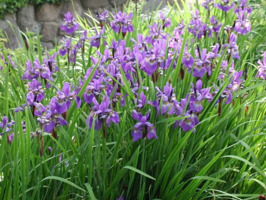【专业供应 水生花卉玉婵花 多年生草本植物 植
