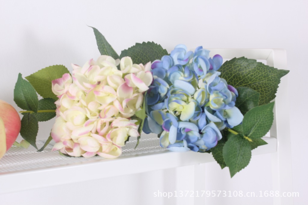 单枝两叉9叶小苞豆花绣球11 (Hydrangea)SJB1