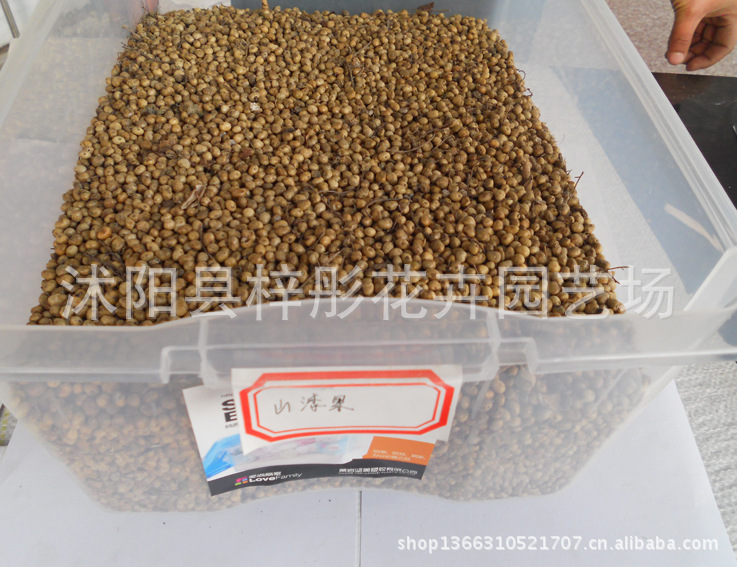 江苏宿迁批发草籽 草坪种子 三叶草种子 白三叶 红三叶价格 中国
