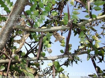 果树-批发皂角苗,当年皂角苗,嫁接皂角苗,皂角