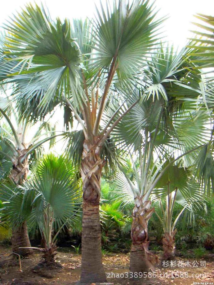 北方能种植棕榈 绿化树种种植有前景