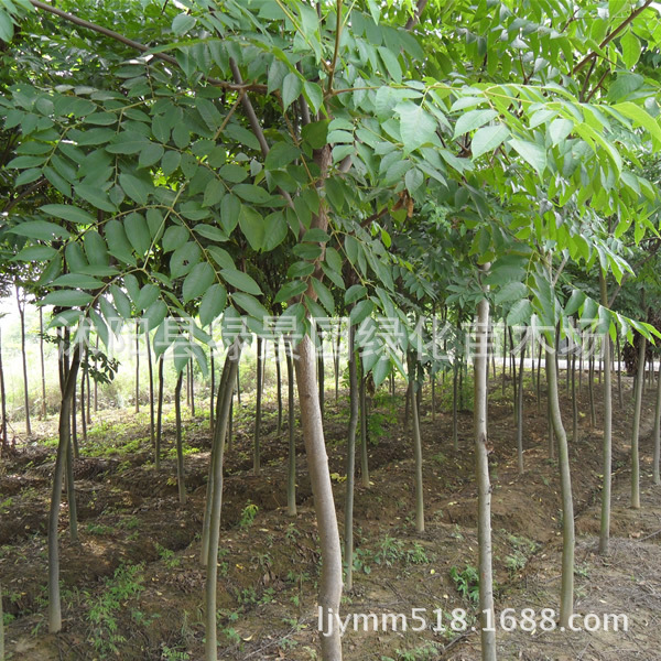 【苗圃直销<em>绿化苗木</em> 栾树 栾树专业培育基地 行