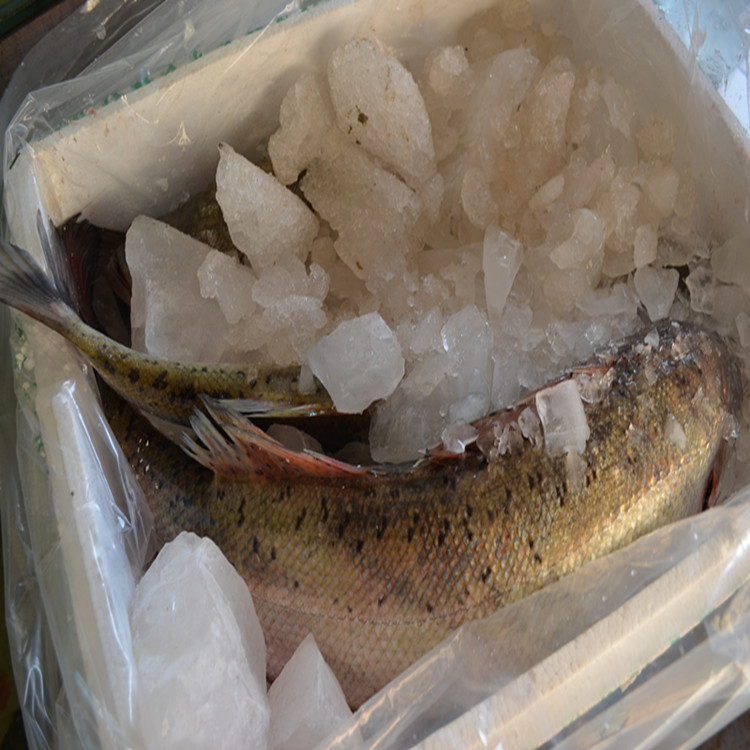 水产批发 专业出售淡水鲈鱼苗\/冷冻鲈鱼\/鲜活鲈