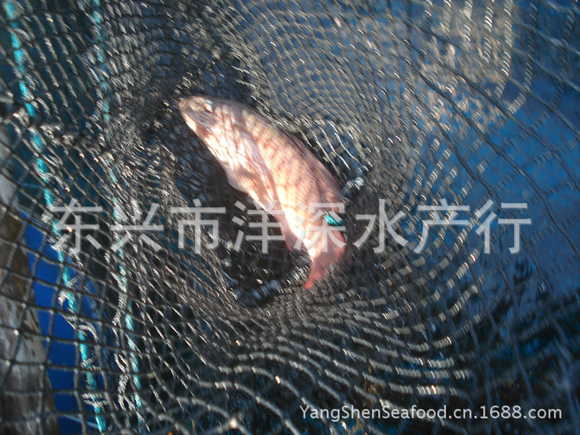 东星斑鱼养殖场图片