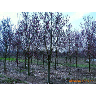 专业供应紫玉兰树 5-20公分红玉兰绿化苗木 绿化环境风景树