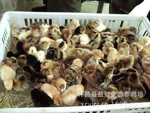 代育脱温纯正柴鸡苗 种公鸡 许昌益健生态养鸡