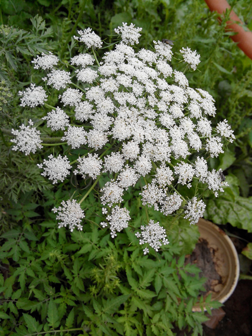 胡萝卜开花了