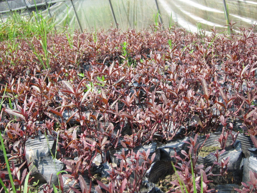 水生植物-大量供应 水生草本植物 红莲子草 价