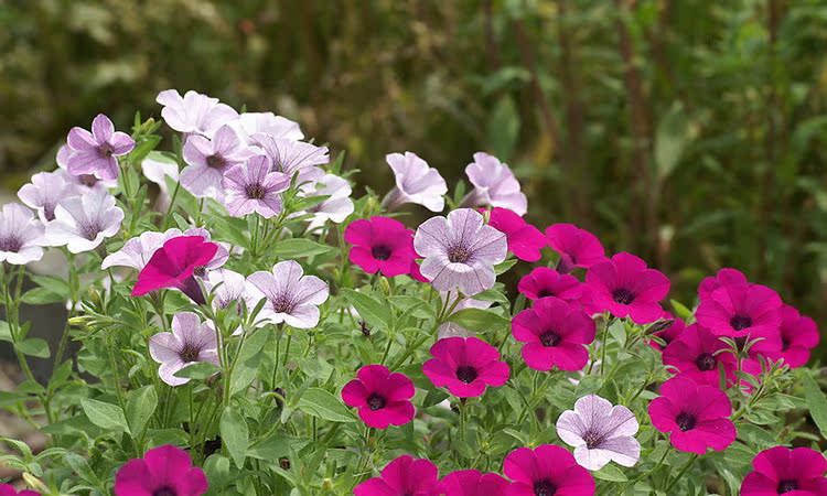 矮牵牛种子批发 庭院绿植家庭花种 花圃苗圃生