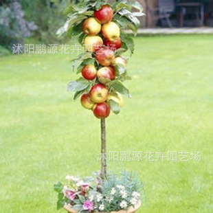 庭院果树 出售润太一号 柱状苹果树苗 树状苹果