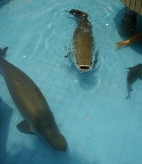 海象鱼批发海象鱼厂家海象鱼价格