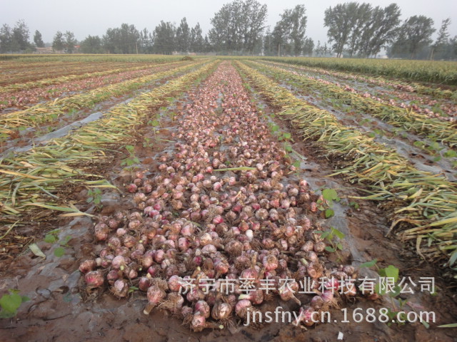 【超高产紫红皮蒜种金育3号】