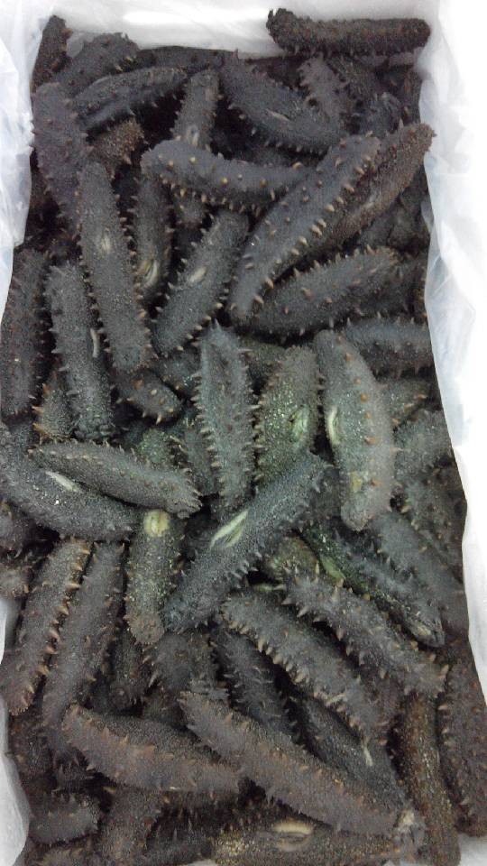 青参拉缸�? height=
