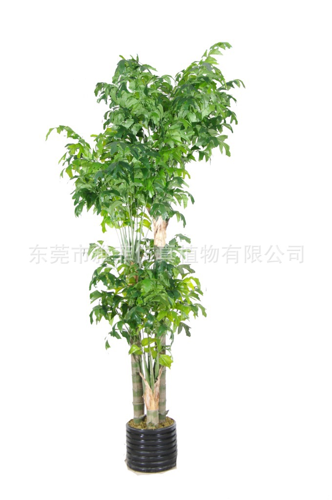 SJA0761 鱼尾葵39-3PS  350CM