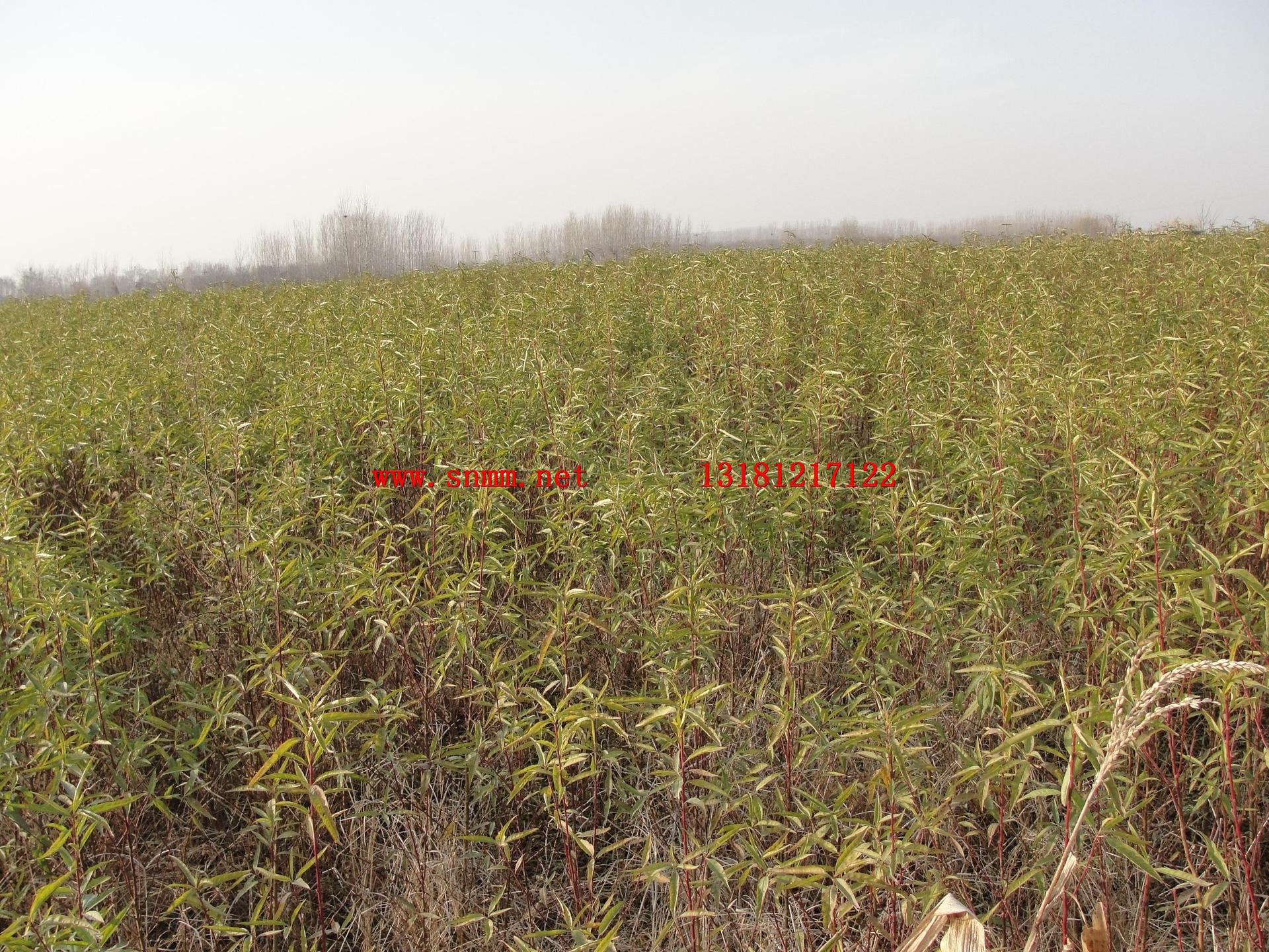 山东果树苗批发基地 供应黄桃树苗 优质嫁接黄