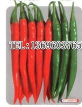 蔬菜种子、种苗-韩国美人椒种子 专业泡椒品种