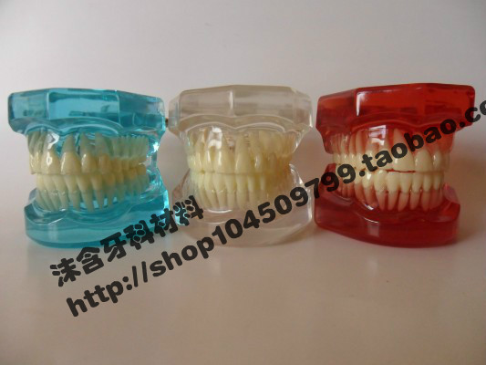 【牙科材料 透明水晶成人标准牙齿模型 医学 口