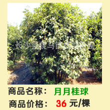 月月桂花球超_副本