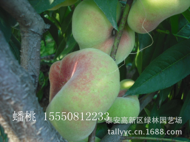 桃树苗,蟠桃苗价格】价格,厂家,图片,水果种子种